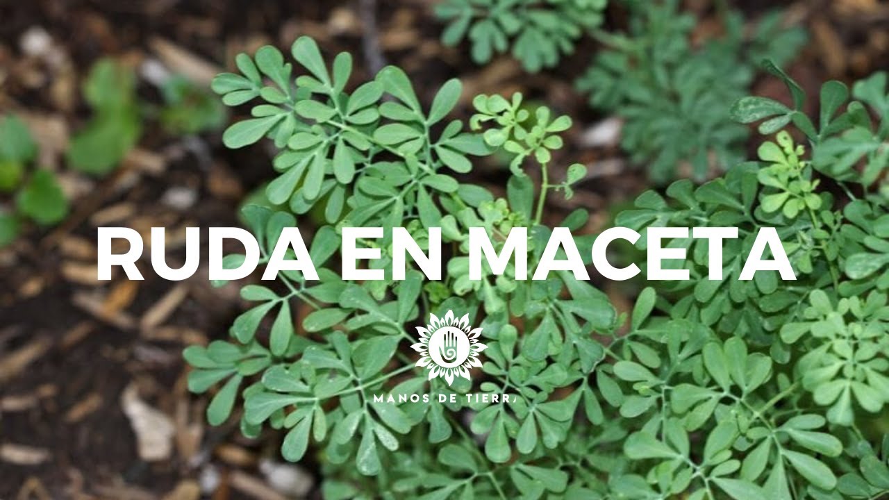 Cultivo de ruda: sol o sombra