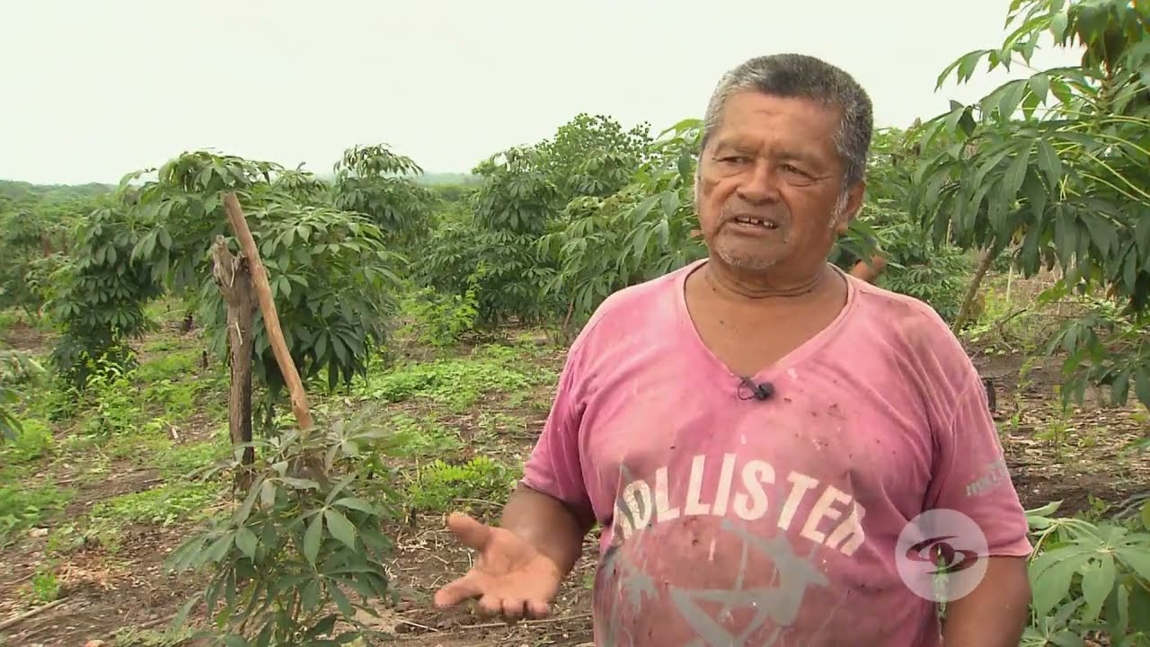 Cultivo de yuca en Colombia: una guía
