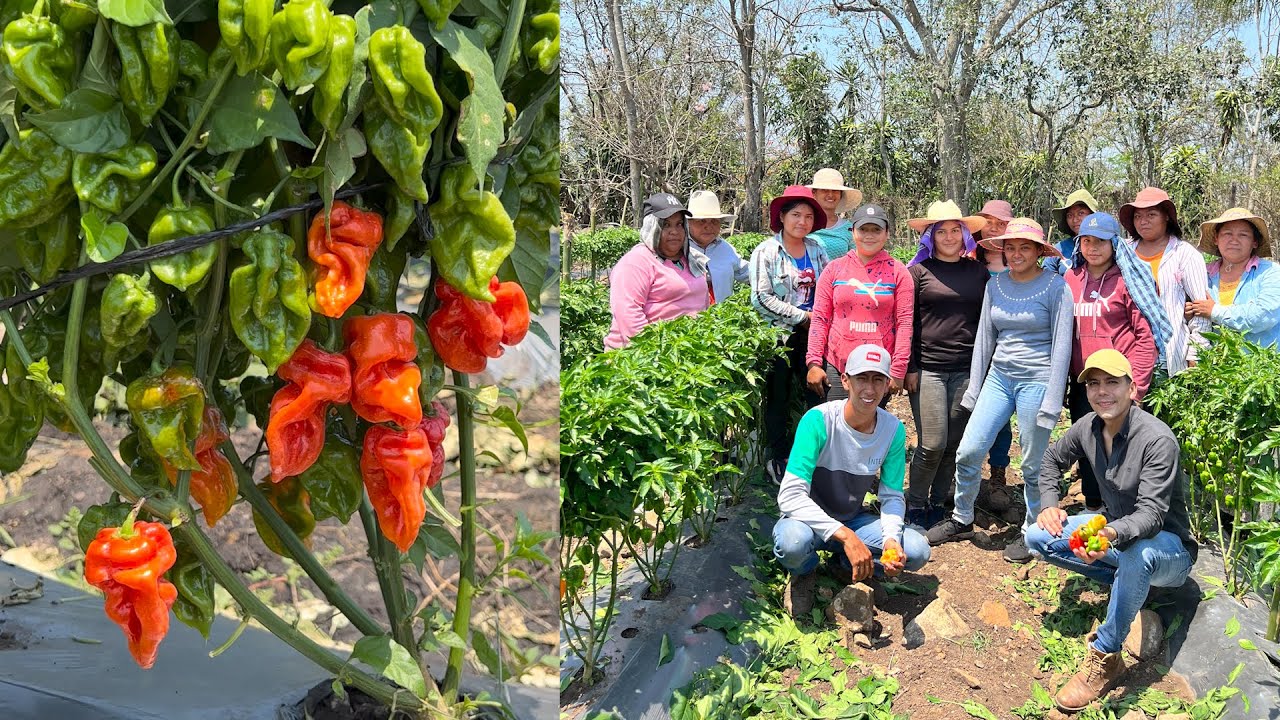 Cultivo del chile habanero