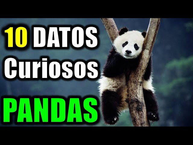Curiosidades sobre los osos pandas