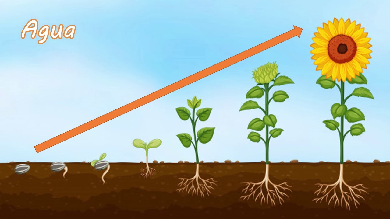 Desarrollo de plantas por etapas