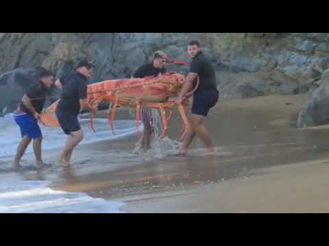 Descubre a la langosta gigante