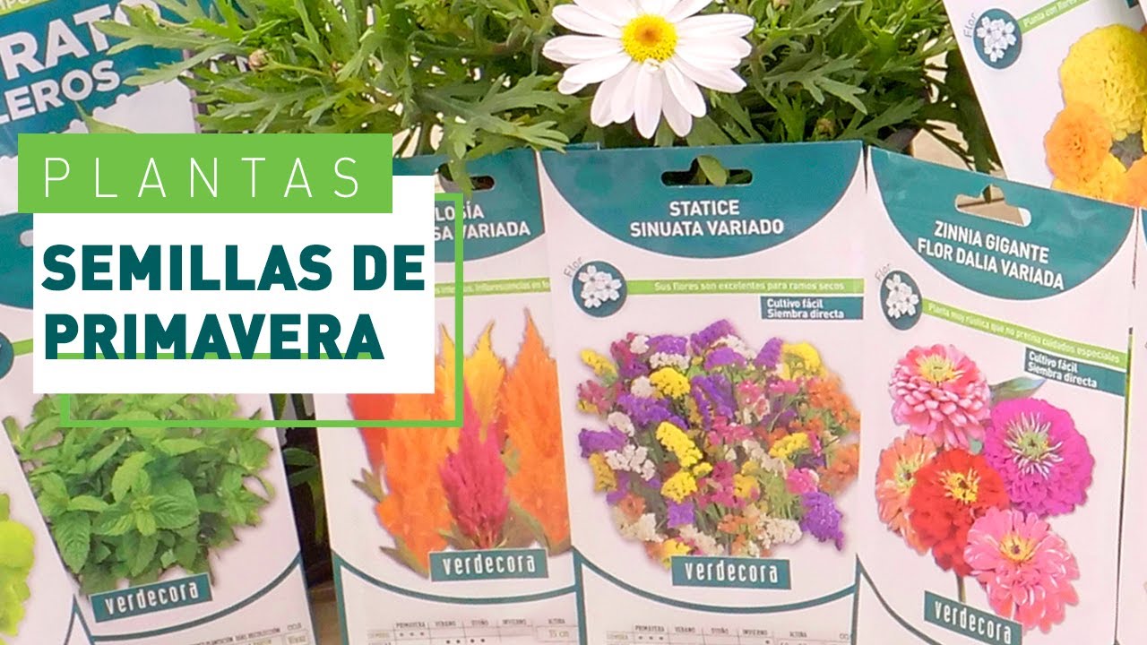 Descubre el exótico sabor de las semillas comestibles de la planta de flor roja