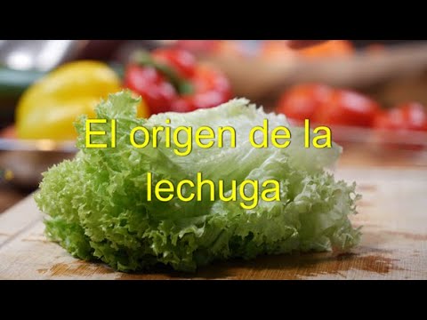Descubre el origen de la lechuga