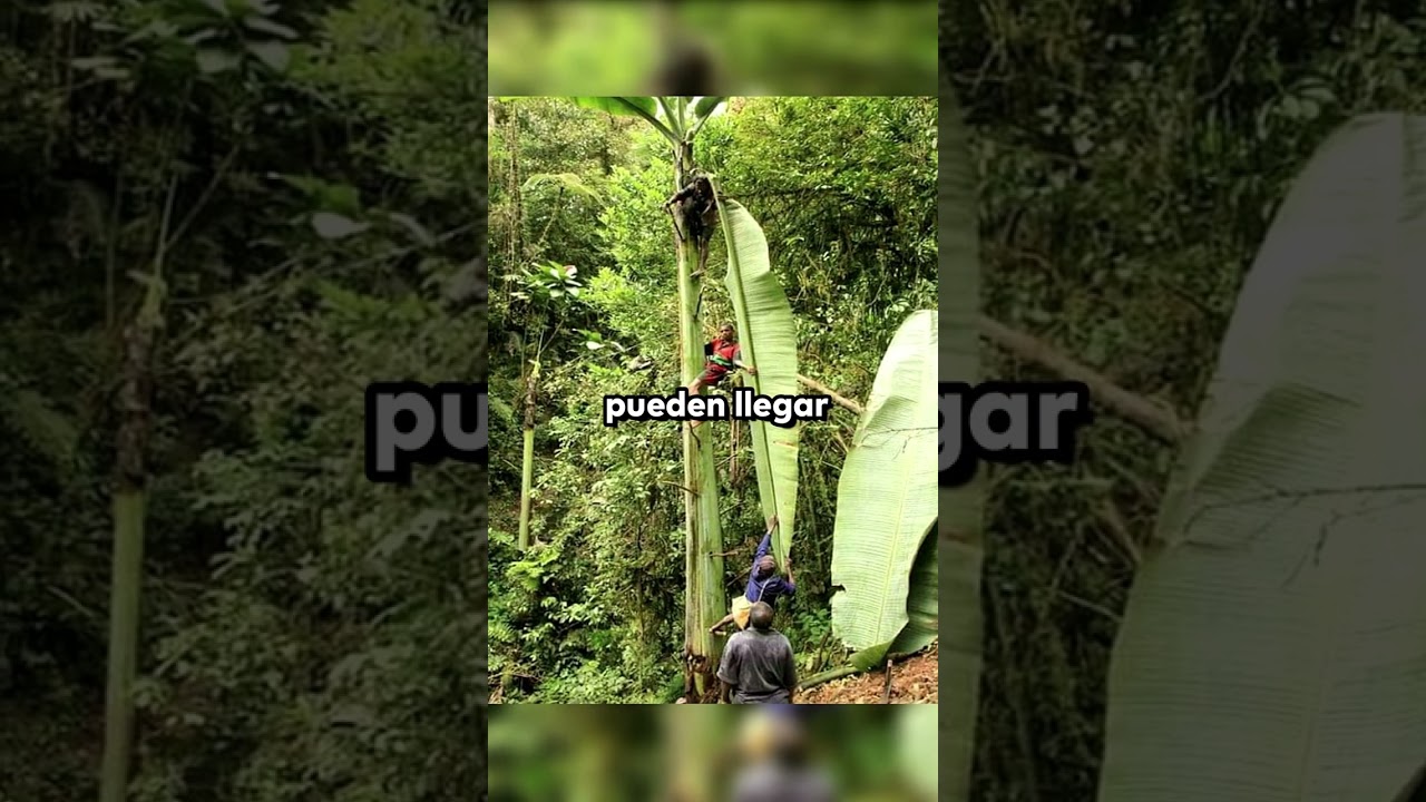 Descubre el plátano más grande del mundo