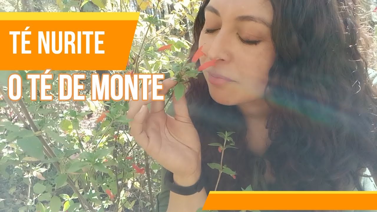 Descubre el té de tabaquillo y sus beneficios