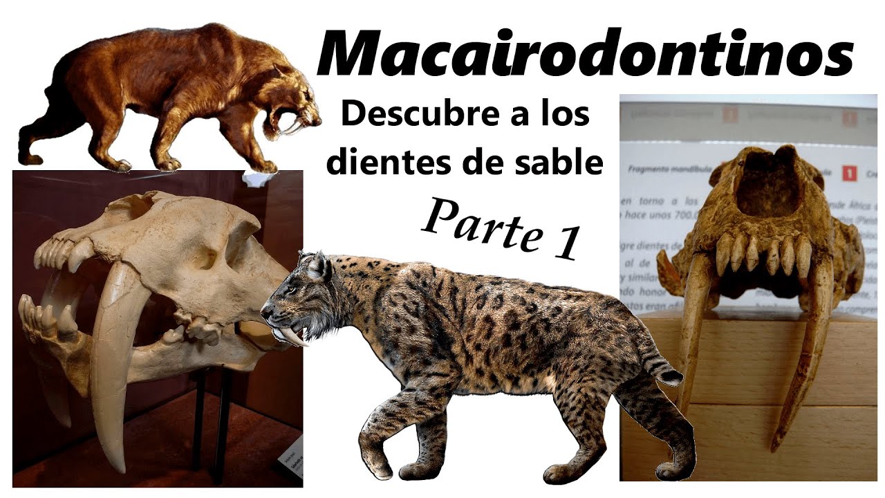 Descubre la dieta del dientes de sable