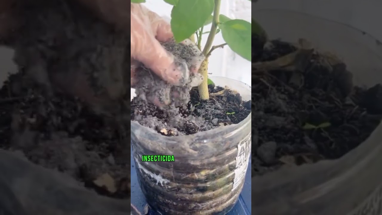 Descubre la utilidad de la vareta en la agricultura