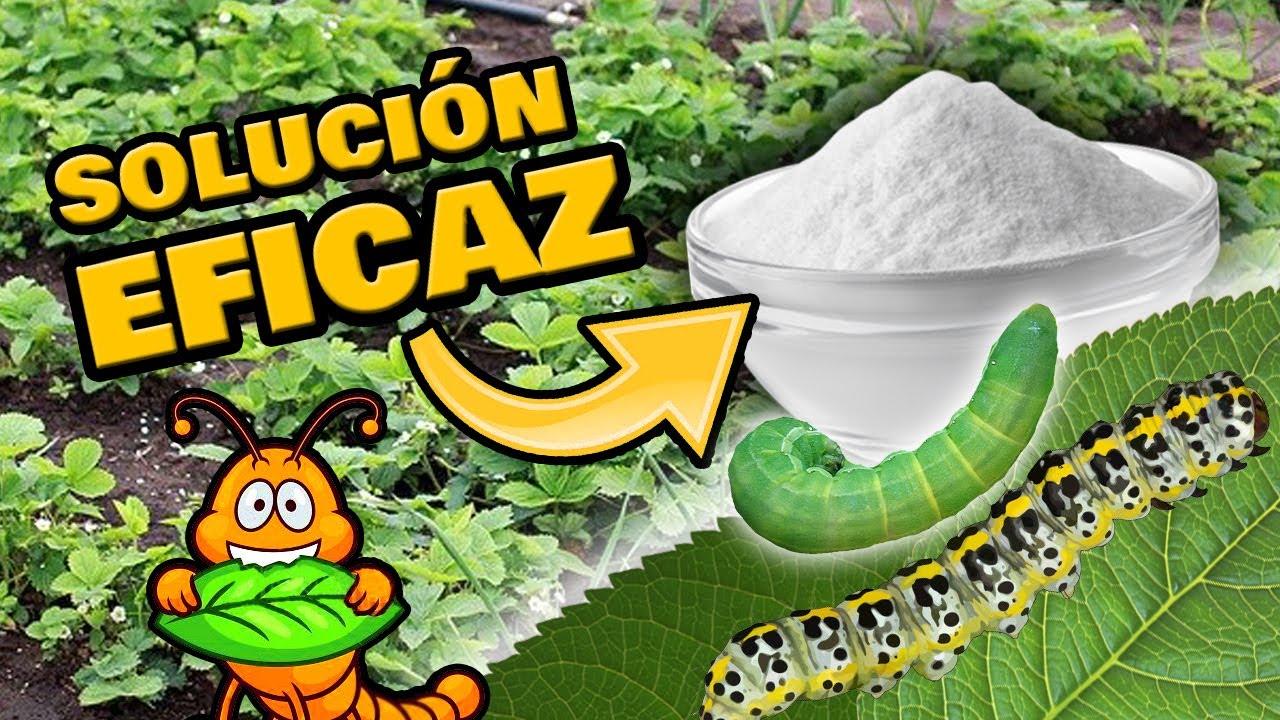 Descubre por qué surgen gusanos en las plantas