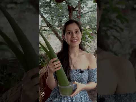 Despídete de las estrías con aloe vera de manera efectiva