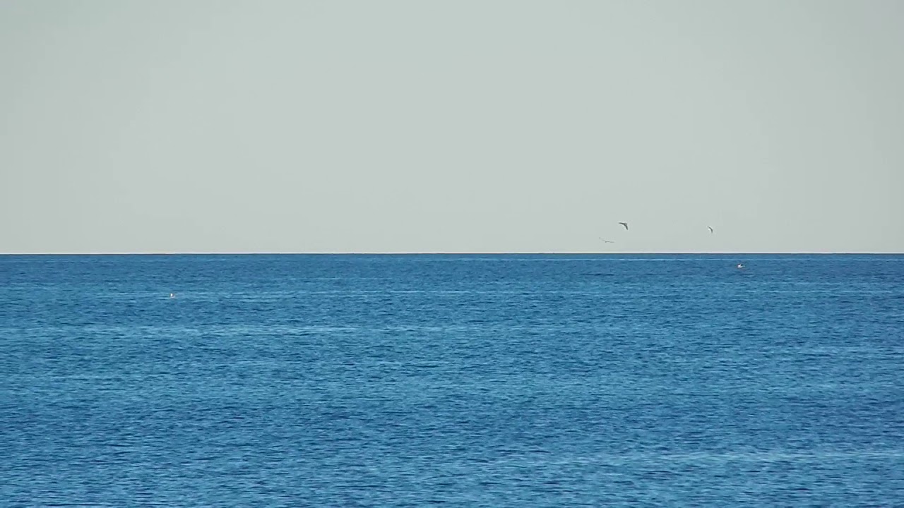 Desplazamiento de la ballena franca austral