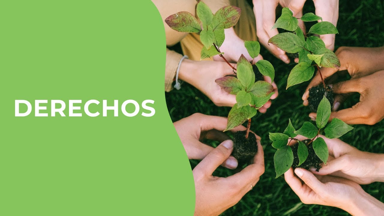 Diferencia entre derecho ambiental y ecológico