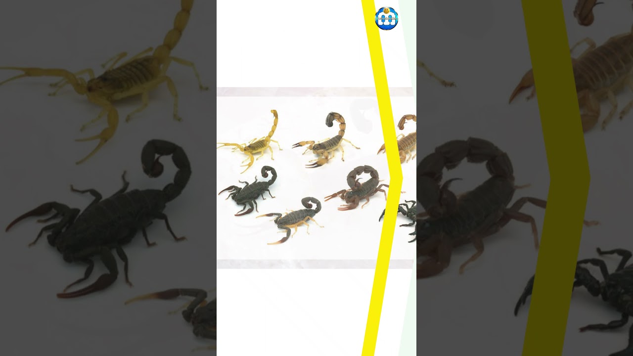 Diferencias entre alacranes y escorpiones