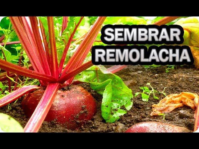 Distancia ideal para sembrar remolachas