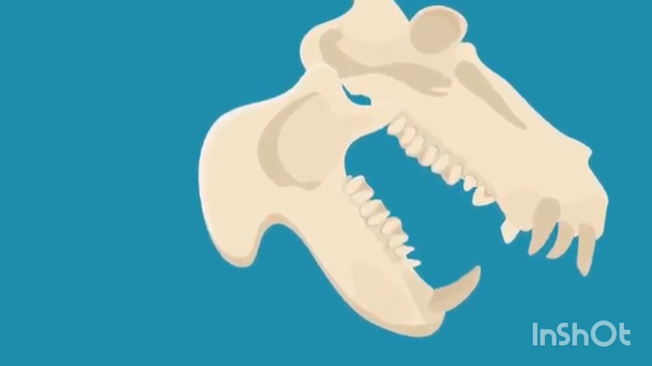 Diversidad de dientes en animales carnívoros