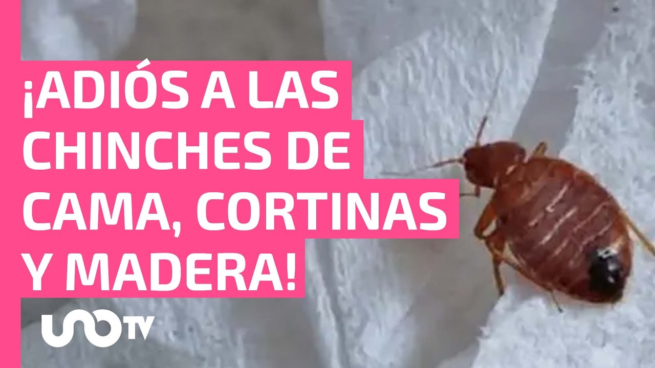 Dónde encontrar productos para fumigar chinches