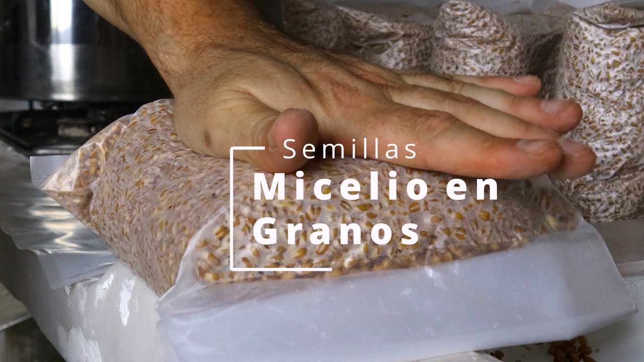 Dónde encontrar semillas de hongo seta