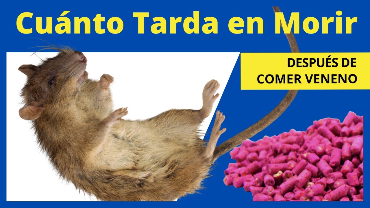 Duración de un ratón sin alimentarse