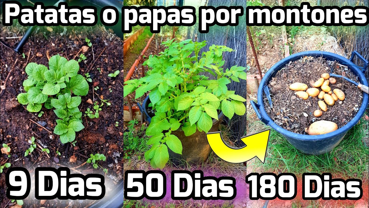 Duración del crecimiento de las papas