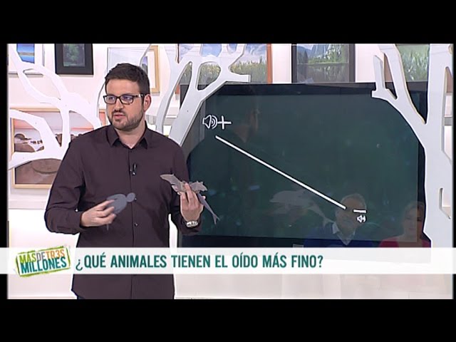 El Animal con el Mejor Oído del Mundo: Curiosidades sobre su Audición