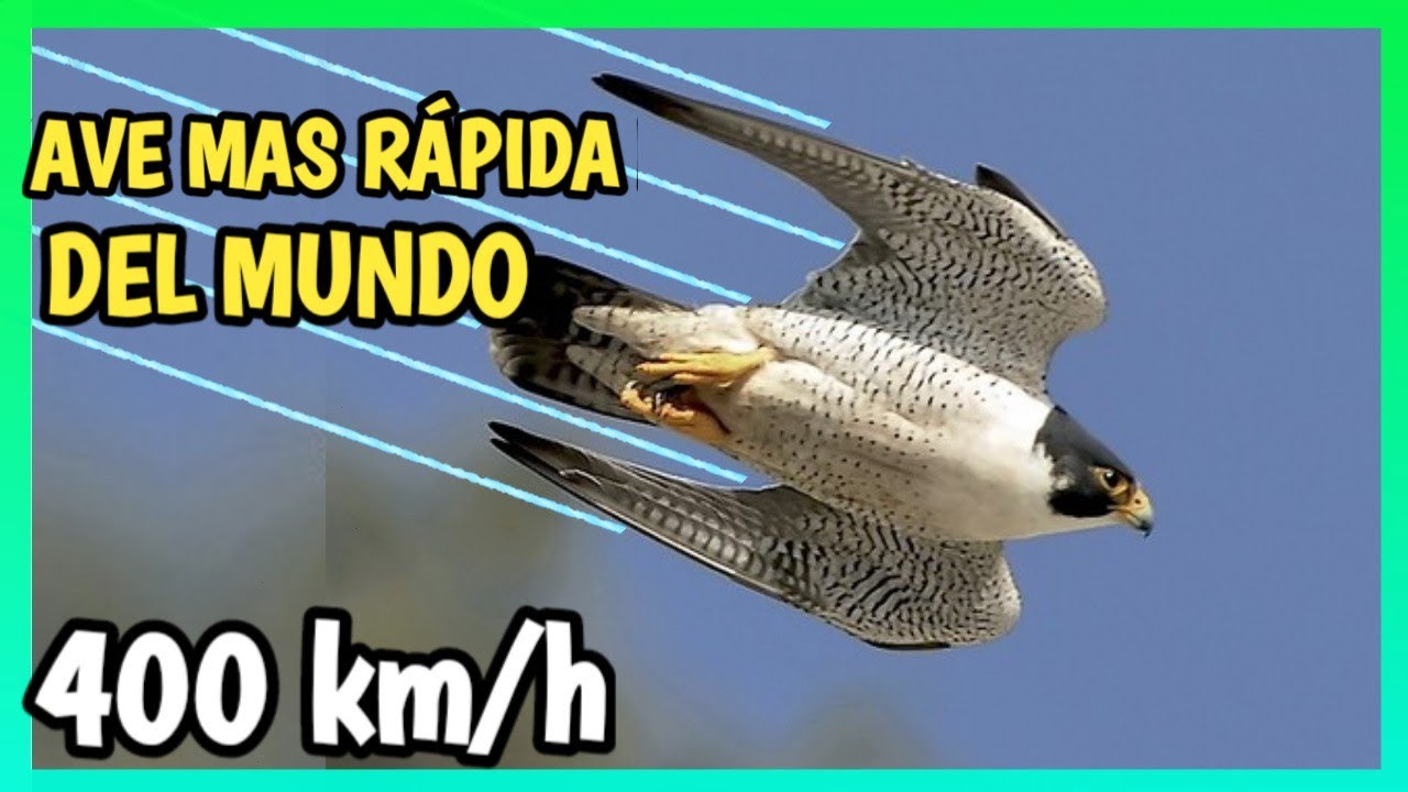 El ave más rápida del mundo: Descubre cuál es