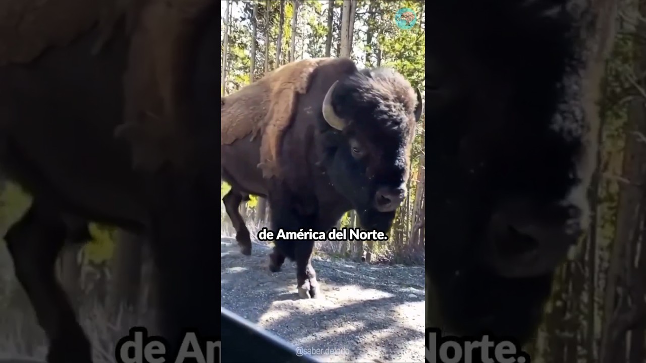 El bisonte norteamericano: un ícono de la fauna local