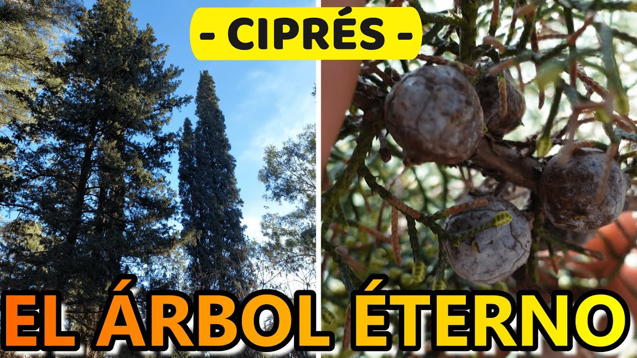 El ciprés árbol autóctono