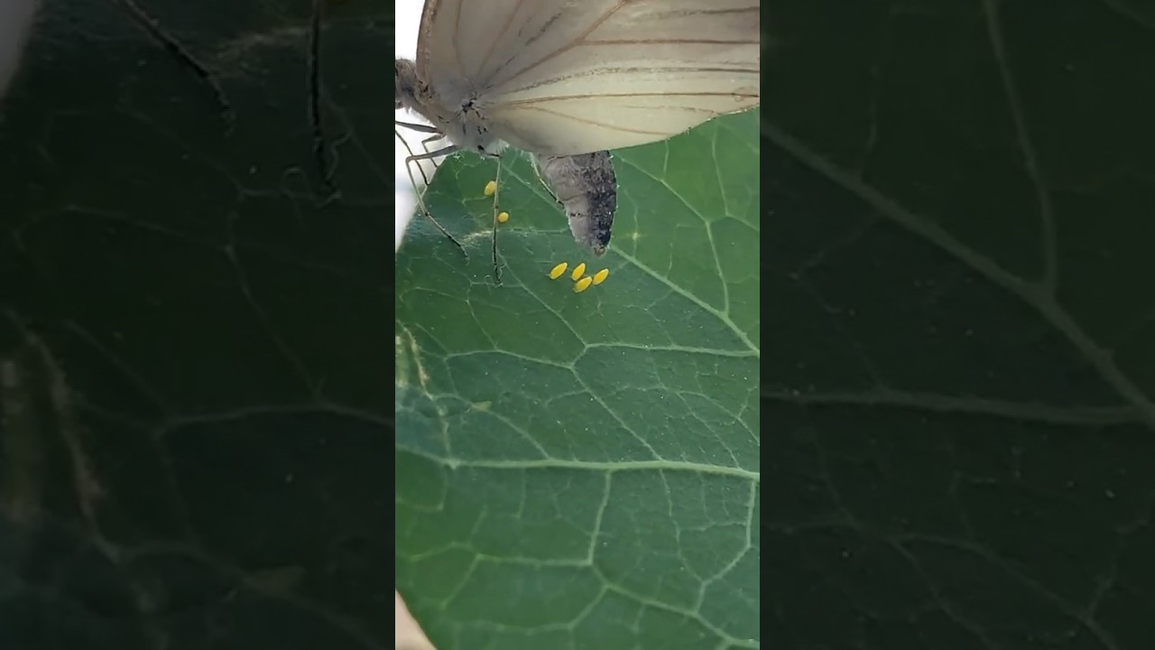 El fascinante mundo del huevo de mariposa
