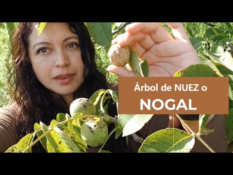 El imponente árbol de la nuez de castilla