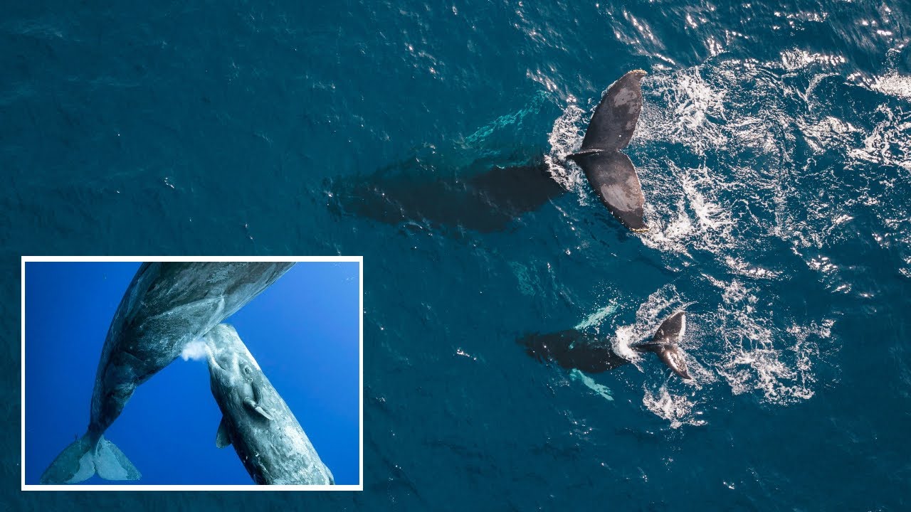 El increíble acto de amor de la ballena hacia sus crías