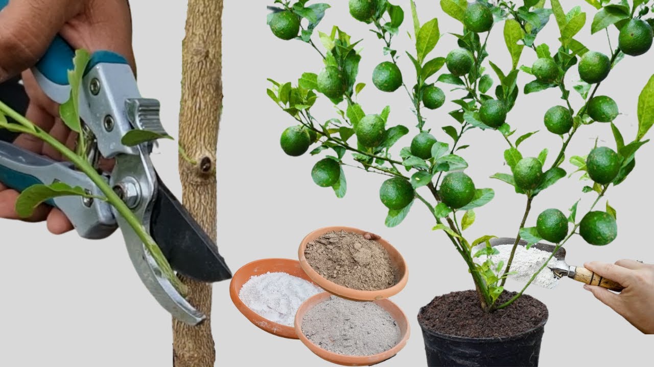 El limonero: un árbol lleno de vida