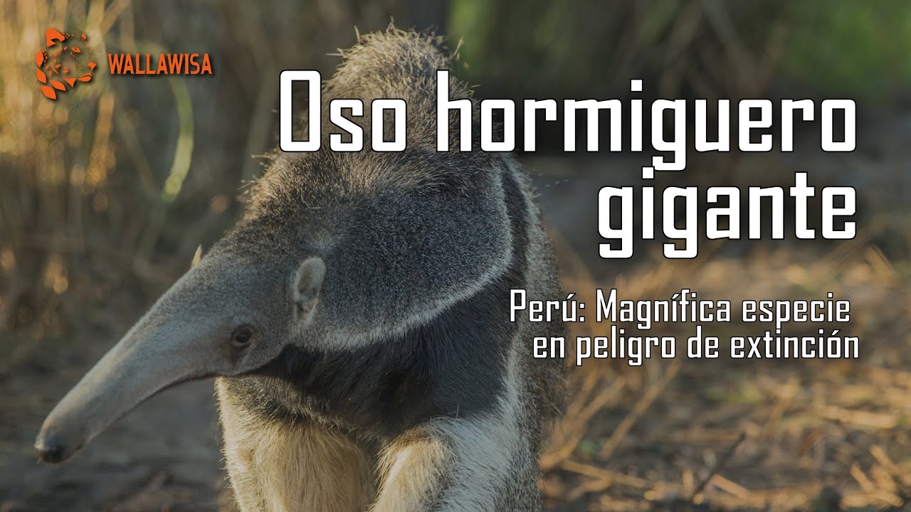 El oso hormiguero: una especie en peligro de extinción