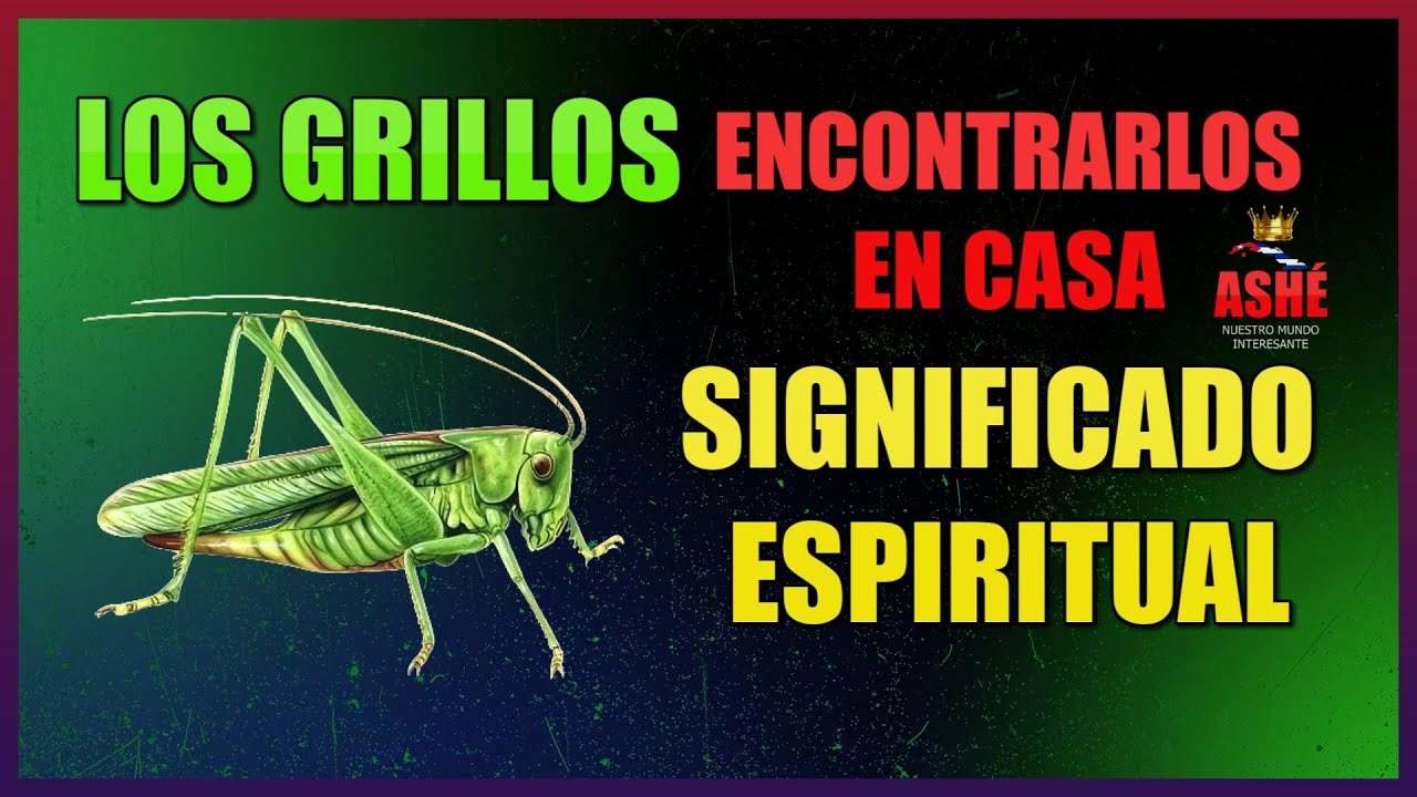 El significado de ver un grillo café en casa