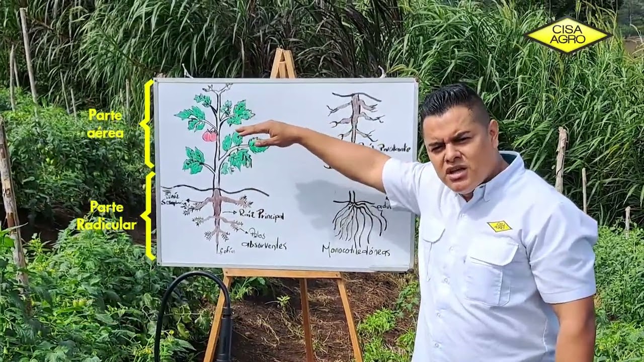 El sistema radicular de las plantas al descubierto