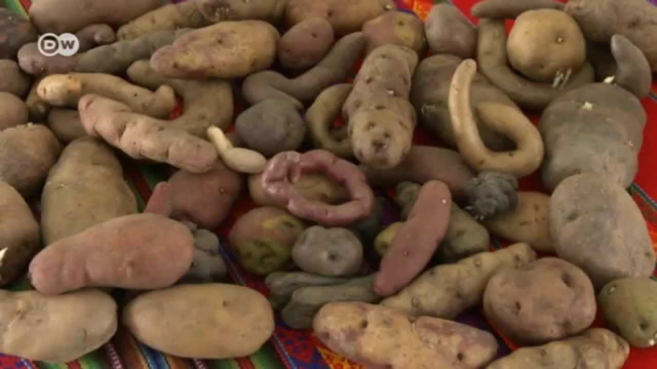El sorprendente mundo de las papas en Perú