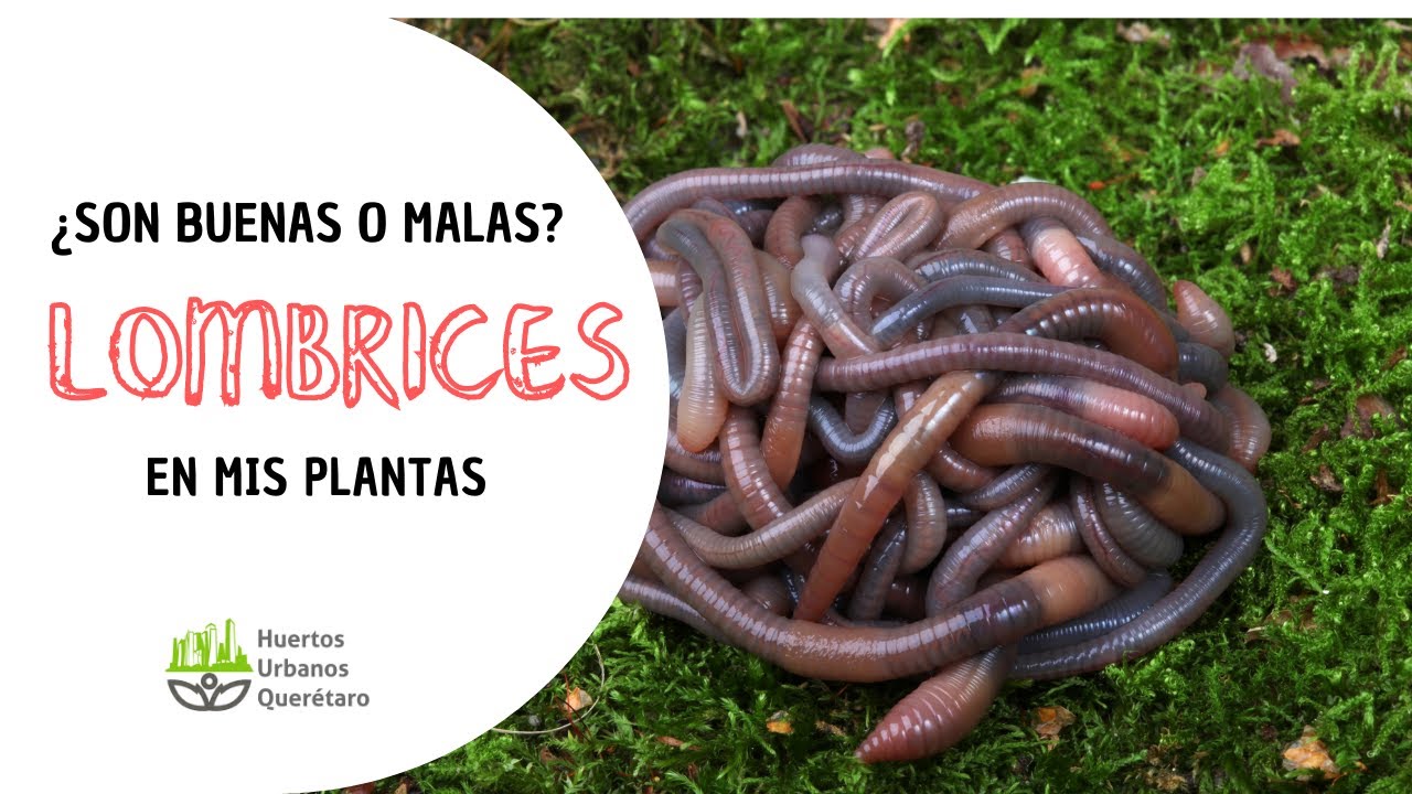 Eliminar las lombrices de las plantas