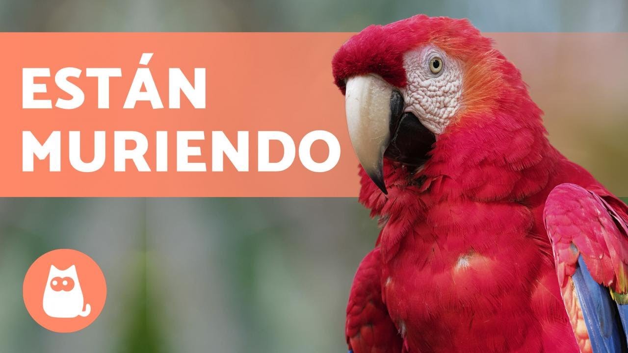 Especies en peligro de extinción en Yucatán