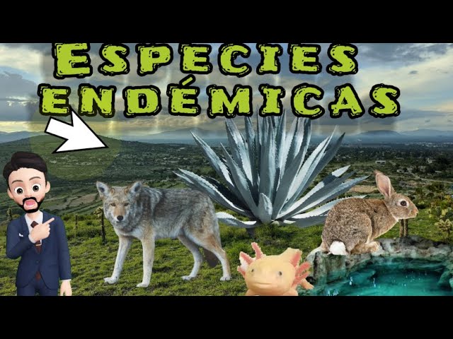 Especies endémicas que puedes encontrar en Veracruz