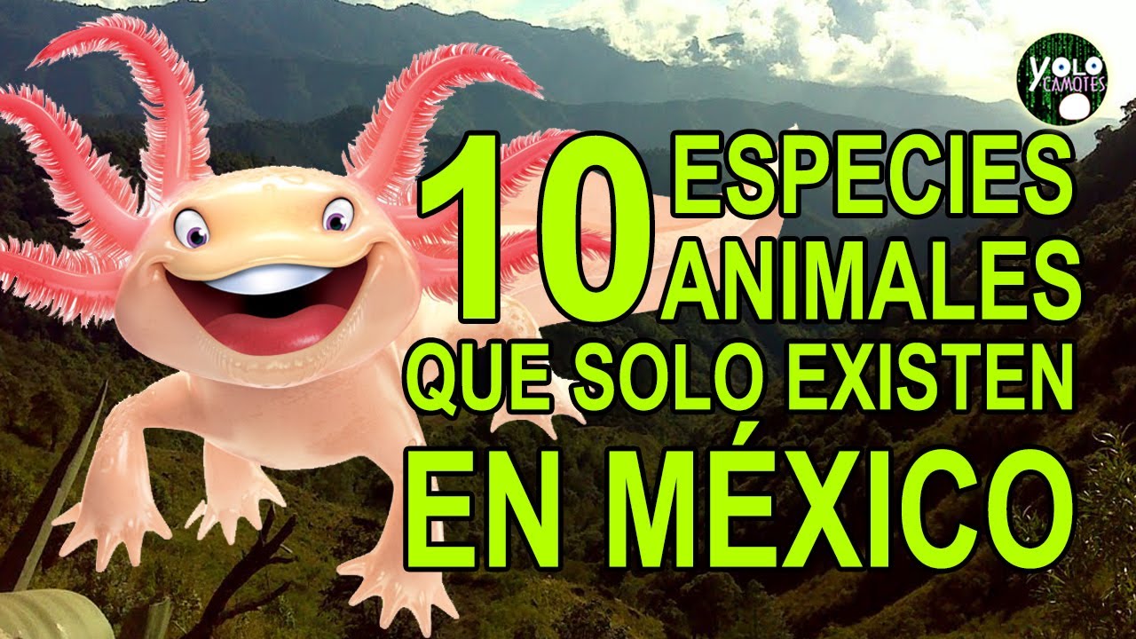 Especies únicas en Jalisco: flora y fauna endémica