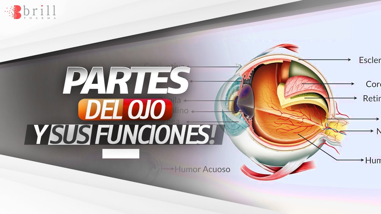 Esquema visual de las partes del ojo