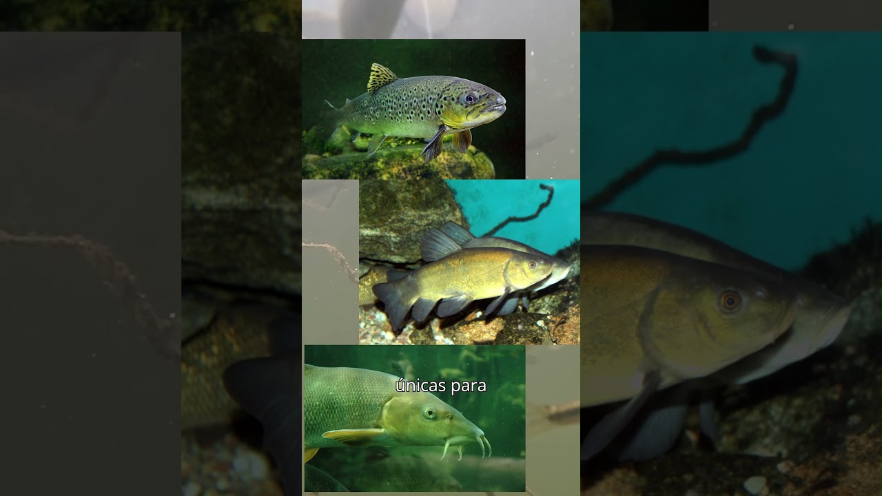 Explora la diversidad de flora y fauna en lagos de Moreno