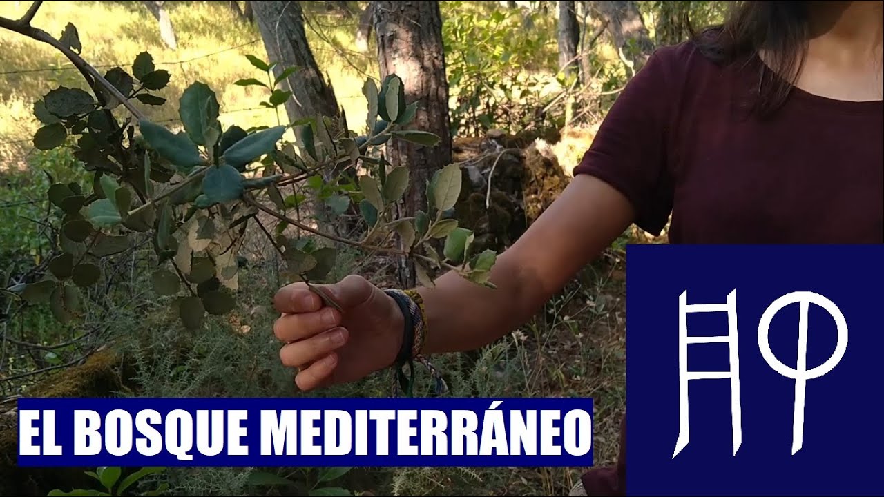 Explorando la fauna y flora del Mediterráneo
