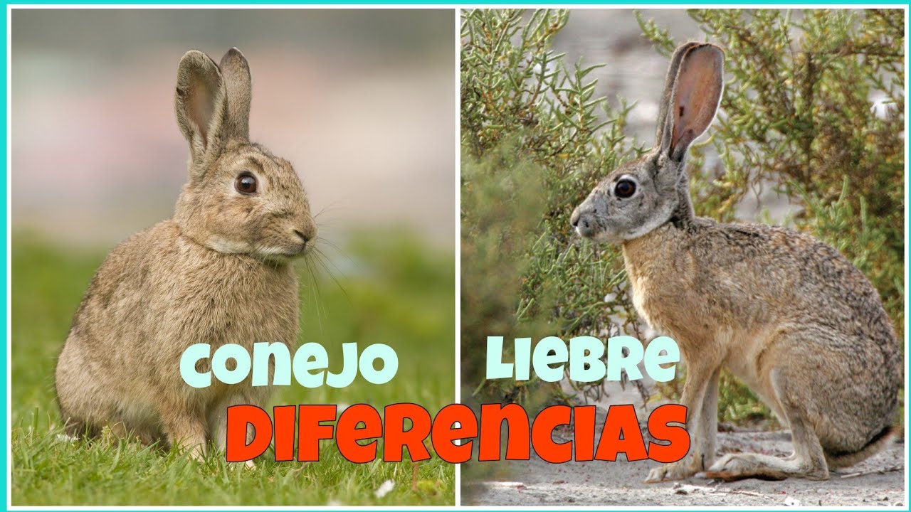 Familia de la liebre y el conejo