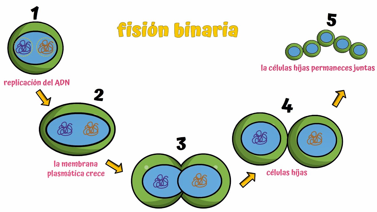 Fisión binaria: concepto clave en biología