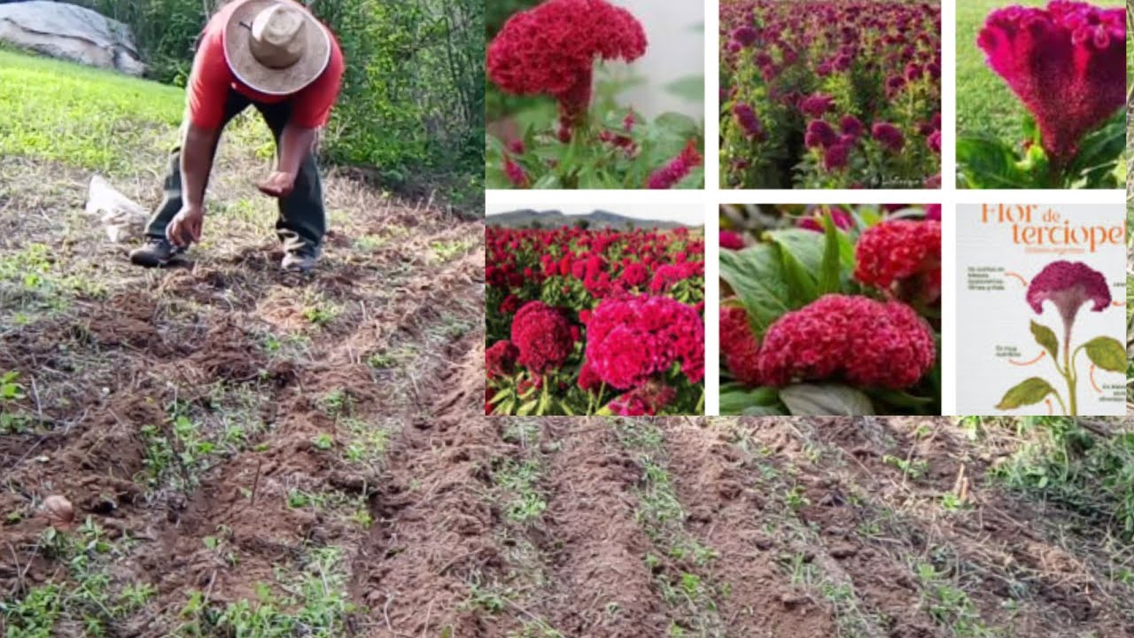 Flor Pata de Elefante para el Día de Muertos