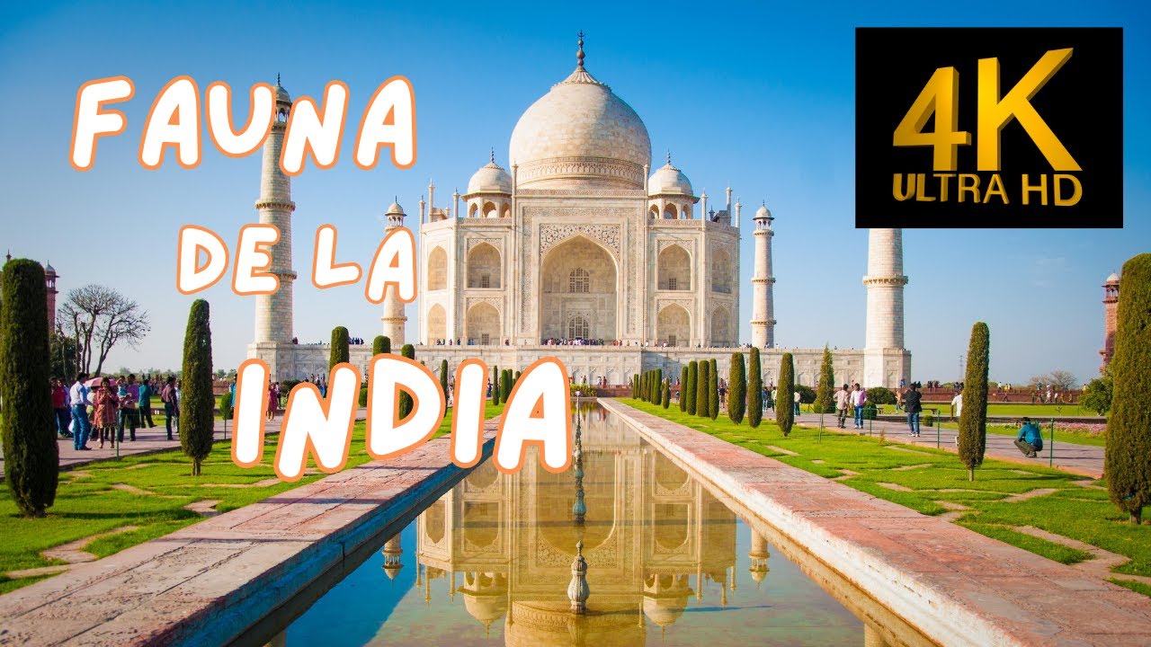 Flora y fauna en la India: una biodiversidad única