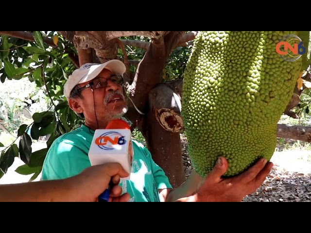 Fruta similar a la guanábana pero más grande