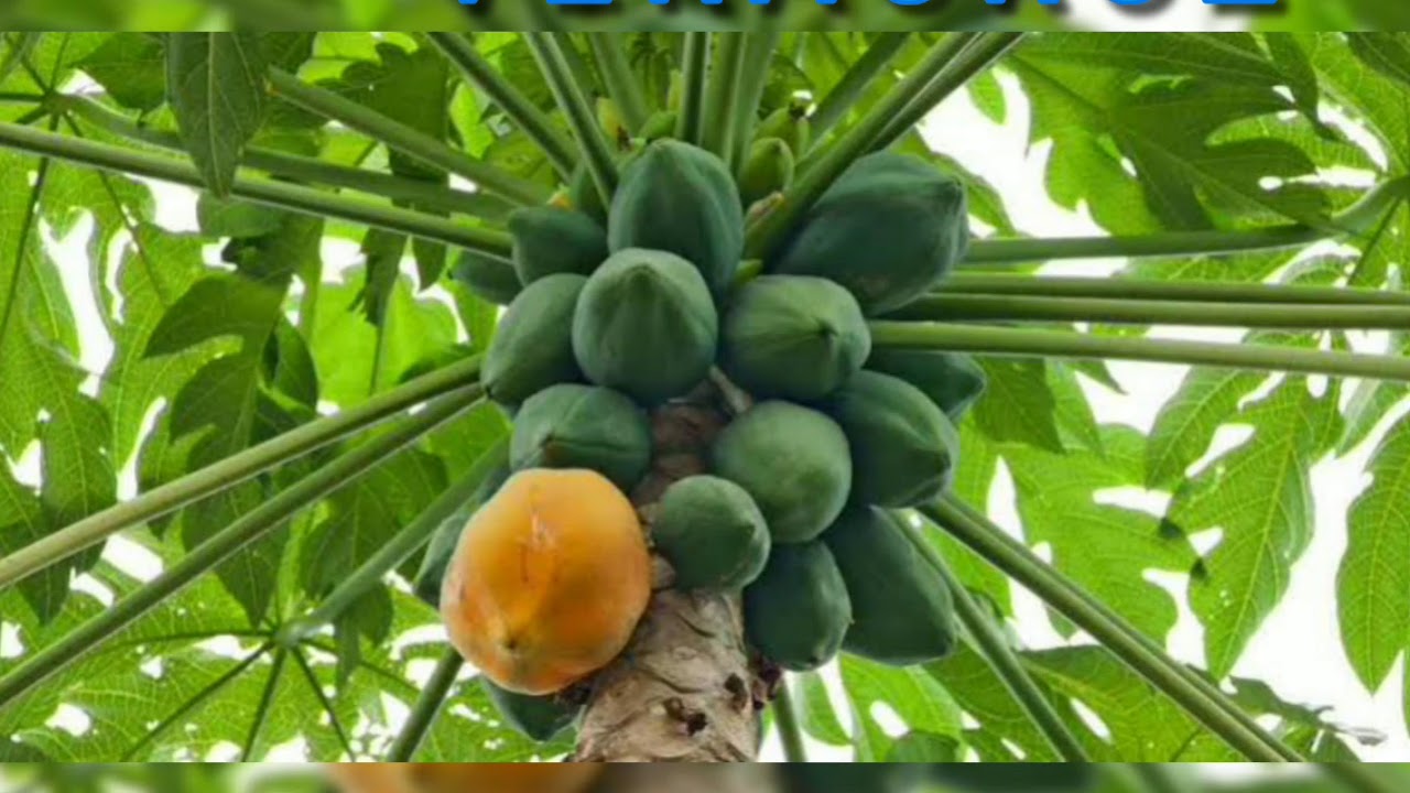 Frutas típicas de Veracruz
