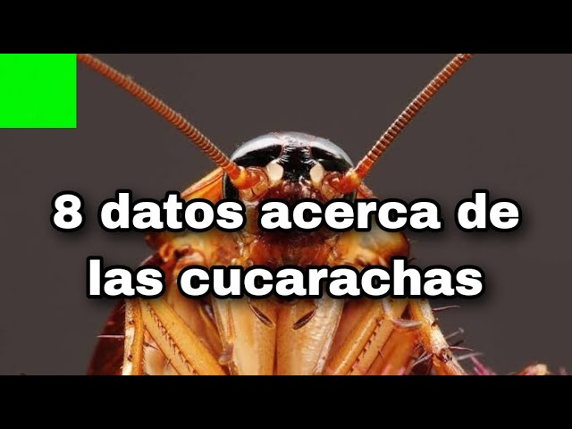 Función sorprendente de las cucarachas
