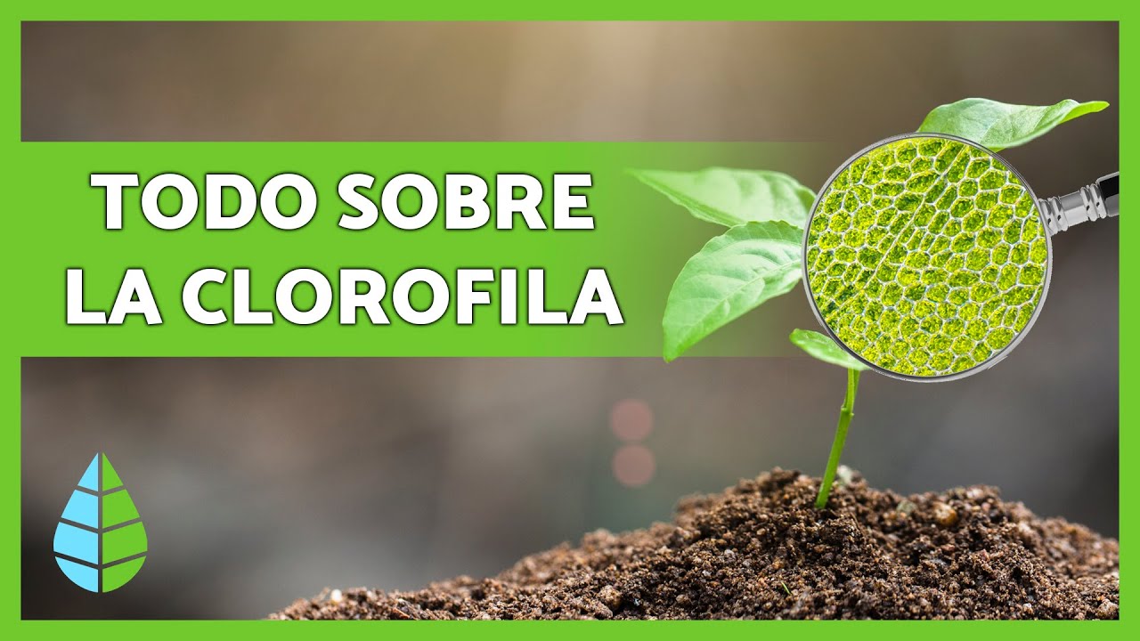 Funciones de la clorofila en las plantas